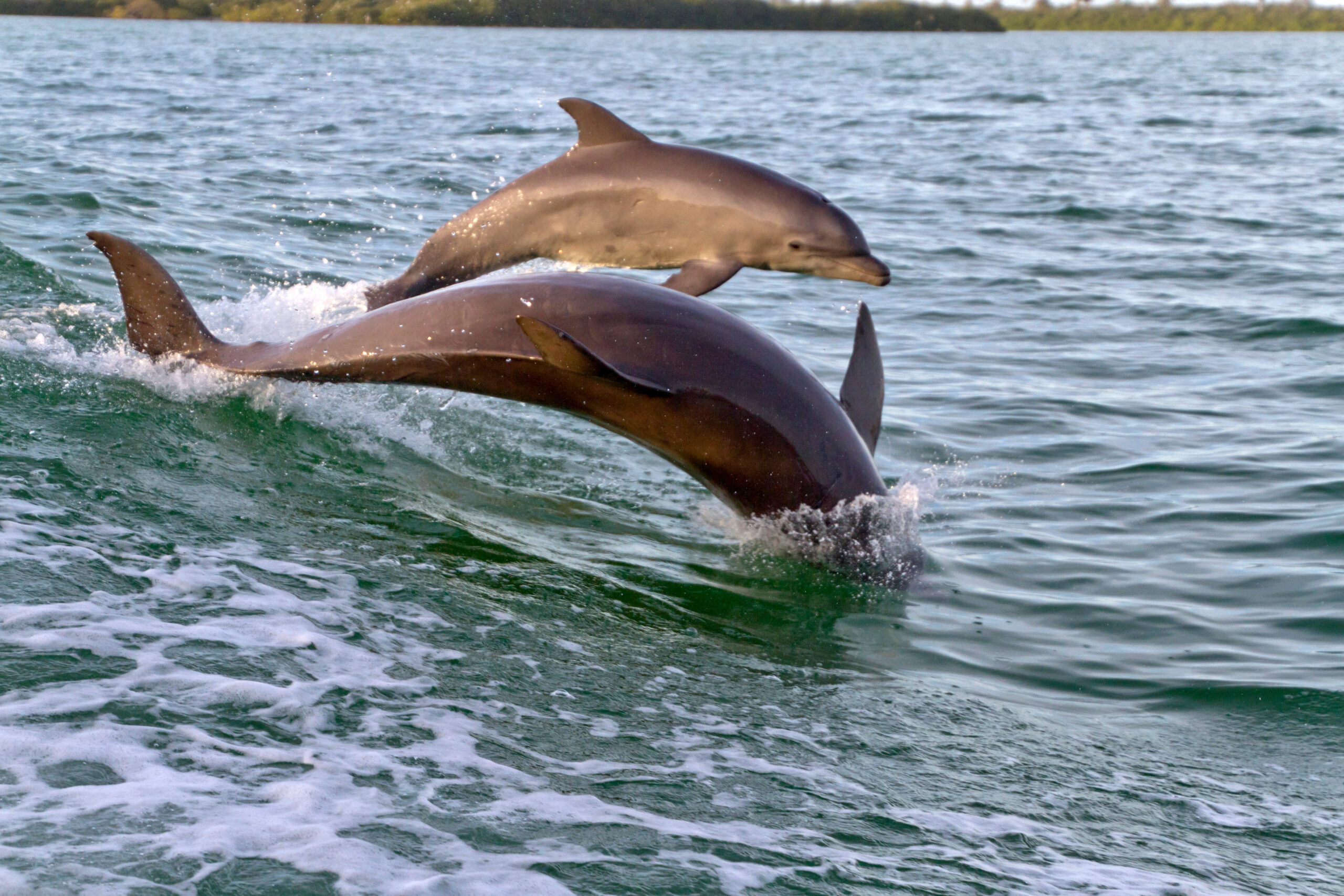 Mother Bottlenose Dolphin and Her Young Play Together